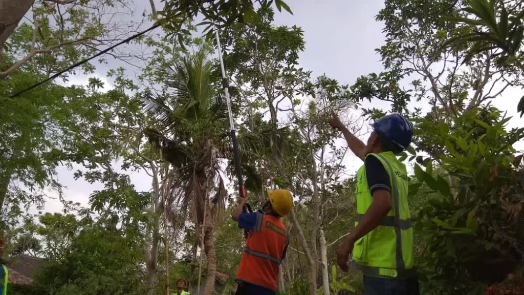 Teknisi Pln Siaga Kabel Menggerogoti Pohon