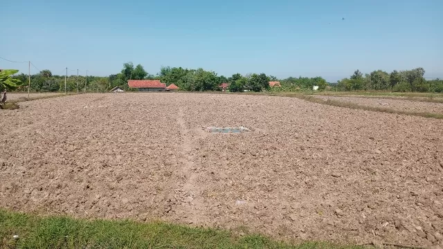 Salah Satu Sawah Mulai Ditanami Tembakau.