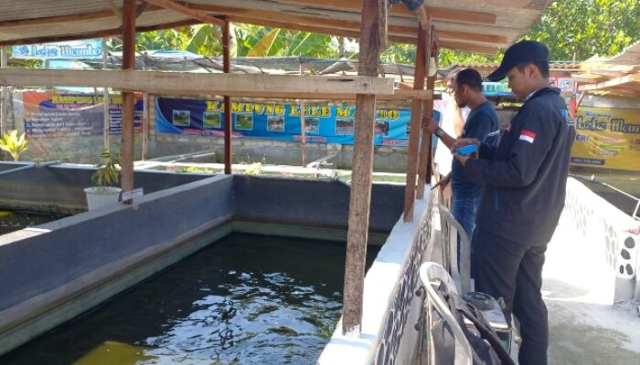 Kebutuhan Konsumsi Ikan Lele Di Sampang Capai 1,5 Juta Ton Per Tahun