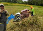 Stok Berkurang, Harga Gabah Di Kabupaten Sampang Naik 50 Persen
