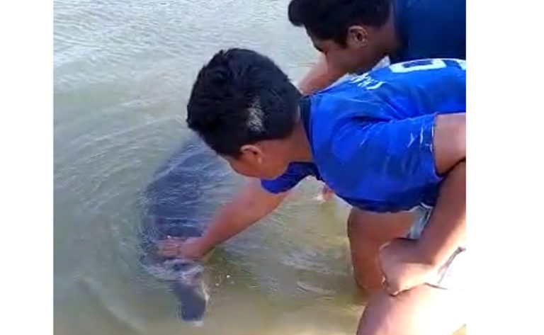 Ikan Lumba-Lumba Saat Menjadi Tontonan Anak Kecil Di Sekitar Pantai. (Foto : Suara Istana)