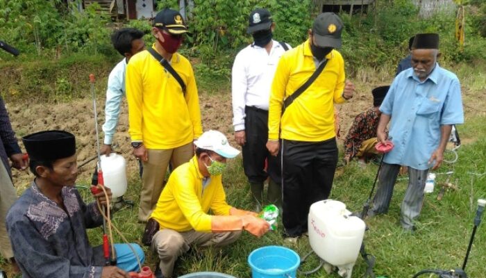 Dinas Pertanian Dan Kp Sampang Dorong Petani Pakai Pupuk Organik