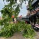 Pohon Tumbang Di Jalan Kh Moh Kholil, Kelurahan Kemayoran, Kota Bangkalan Setelah Hujan Deras Disertai Angin Kencang.