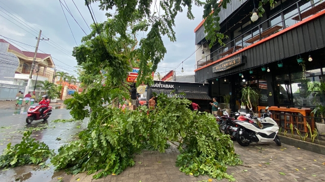 Pohon Tumbang Di Jalan Kh Moh Kholil, Kelurahan Kemayoran, Kota Bangkalan Setelah Hujan Deras Disertai Angin Kencang.