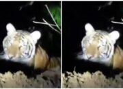 Video Penampakan Seekor Harimau Di Pamekasan Viral Di Medsos
