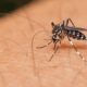 Ilistrasi Nyamuk Malaria