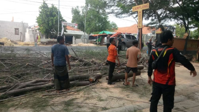 Pohon Yang Tumbang Seusai Dievakuasi Petugas Bpbd.