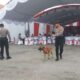 Anjing Pelacak Saat Berada Di Area Rekapitulasi Suara Pemilu Kpu Bangkalan.