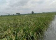 Pasca Terendam Banjir, Ribuan Hektare Sawah Tanaman Padi Masyarakat Sampang Terancam Gagal Panen
