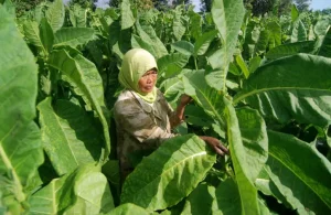 Harga Tembakau di Sumenep Dinilai Belum Berpihak Pada Petani