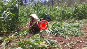 Panen Muda, Cara Petani Jagung di Bangkalan Dapatkan Untung