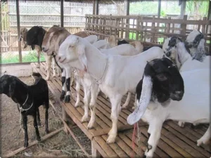 Gara-Gara Kambing Etawa, Kejari Bakal Bidik Sejumlah Kades