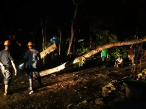 Hujan Disertai Angin Kencang Di Pamekasan, Puluhan Pohon Tumbang