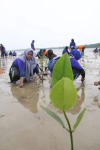 Pecinta Lingkungan Ramai-Ramai Tanam Mangrove