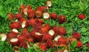 Mahasiswa Utm Bikin Teh Dari Kulit Rambutan