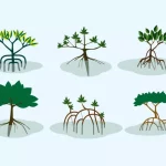 Mangrove Shrubs Vector 1 2.Jpg Rasan-Rasan Mangrove, Rusaknya Sudah Parah