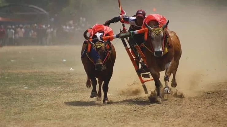 Joki Saat Memacu Sapi Kerapan.