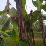 Pohon Pisang Yang Ada Di Desa Plakaran.