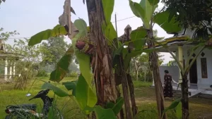 Unik, Buah Pisang di Sampang Tumbuh Dari Batang