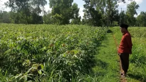 Komoditas Singkong Tidak Menjadi Prioritas Petani, Disperta KP Sampang : Harga Anjlok