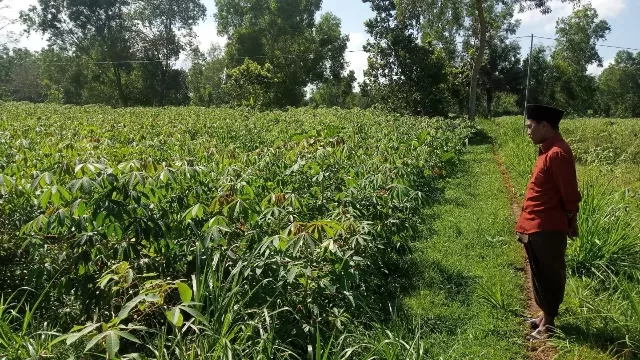 Komoditas Singkong Di Desa Batu Karang Kecamatan Camplong.