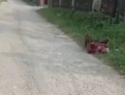 Viral Video Pria Berlumuran Darah Di Desa Tanah Merah Laok, Diduga Korban Pembacokan 7 Viral Video Pria Berlumuran Darah Di Desa Tanah Merah Laok, Diduga Korban Pembacokan