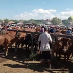 Pasar Hewan Di Desa Aeng Sareh Kecamatan/Kabupaten Sampang