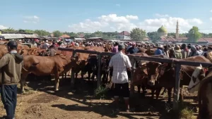 Jelang Hari Raya Kurban, Harga Sapi Di Sampang Terpantau Stabil