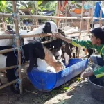 Salah Satu Warga Yang Memiliki Hewan Ternak Kambing Hendak Dijual.