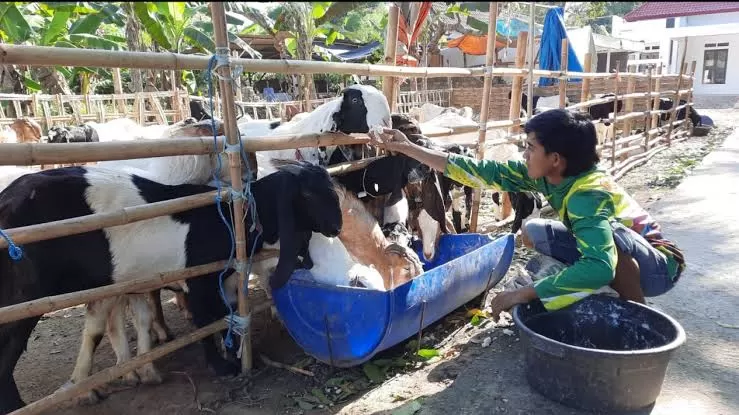 Salah Satu Warga Yang Memiliki Hewan Ternak Kambing Hendak Dijual.