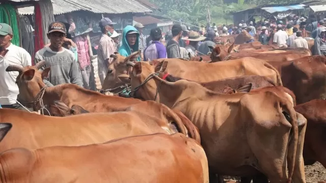 Pedagang Menjual Hewan Kurban Di Pasar Tanah Merah.