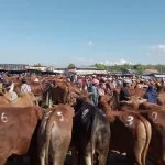 Situasi Pasar Hewan Di Desa Aengsareh Sampang Kota