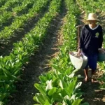 Petani Saat Menyiram Tambakau Di Lahan Miliknya.