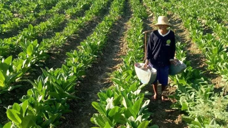 Petani Saat Menyiram Tambakau Di Lahan Miliknya.