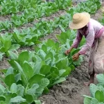 Salah Satu Petani Saat Membersihkan Hama Di Tanaman Tembakau.