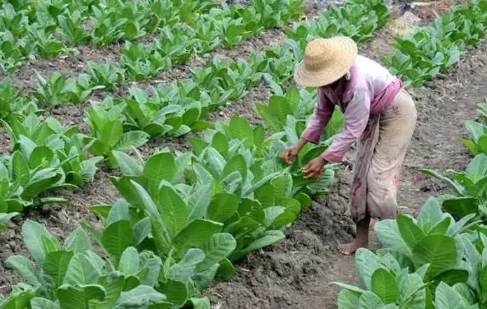 Salah Satu Petani Saat Membersihkan Hama Di Tanaman Tembakau.