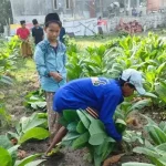 Salah Satu Petani Tembakau Di Sampang.