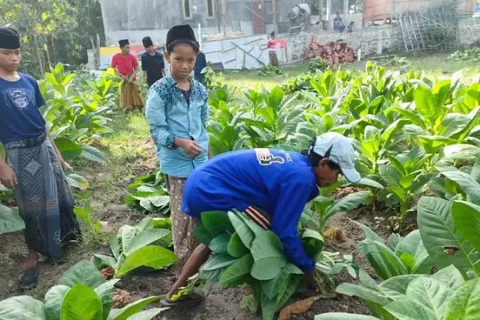 Salah Satu Petani Tembakau Di Sampang.