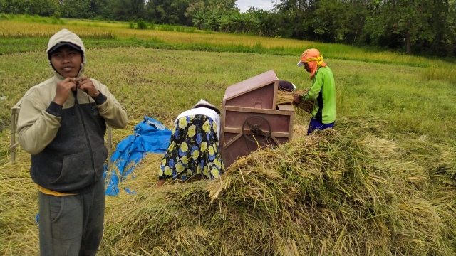 Salah Satu Kegiatan Petani Di Sampang.