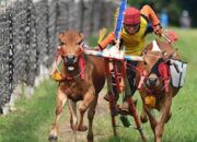 Catat, Berikut Jadwal Event Kerapan Sapi Tingkat Kawedanan Dan Kabupaten Di Pamekasan