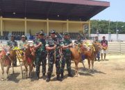 96 Pasang Sapi Adu Kecepatan Di Perang Mega Bintang Piala Panglima Tni 2023