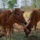 Salah Satu Sapi Milik Peternak Di Kecamatan Kedungdung.