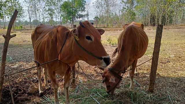 Salah Satu Sapi Milik Peternak Di Kecamatan Kedungdung.