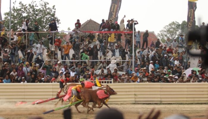 Rawat Warisan Budaya, Event Tahunan Kerapan Sapi Piala Presiden Kembali Digelar