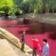 Sungai Dam Klampar, Pamekan, Madura Yang Berubah Warna Merah Pekat Akibat Bubuk Pewarna Kain Batik Yang Dibuang Ke Sungai.