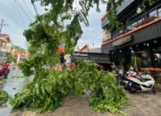 Hujan Deras dan Angin Kencang Akibatkan Pohon Tumbang di Bangkalan