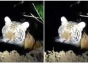 Video Penampakan Seekor Harimau di Pamekasan Viral di Medsos