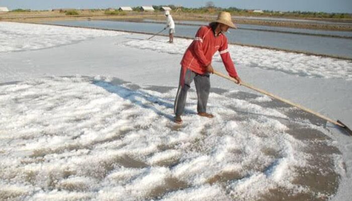 Masuki Musim Penghujan, Harga Garam Di Sampang Anjlok