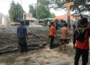 Pohon Tumbang di Parkir Pantai Camplong Timpa Mobil Wisatawan