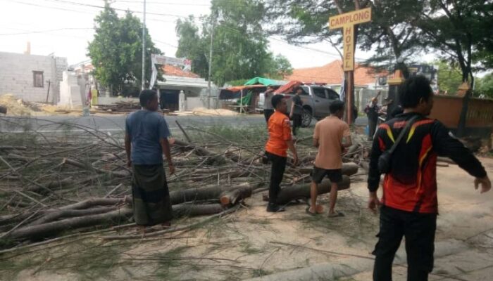 Pohon Tumbang Di Parkir Pantai Camplong Timpa Mobil Wisatawan